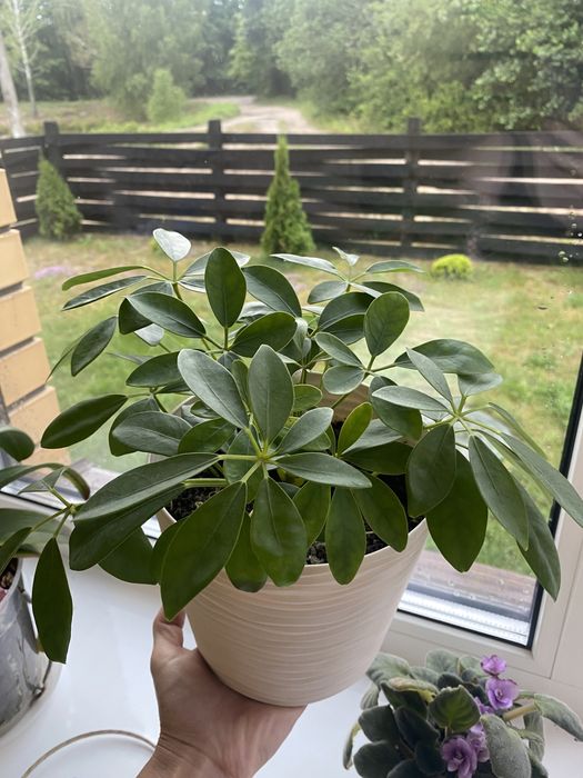 Шефлера молода