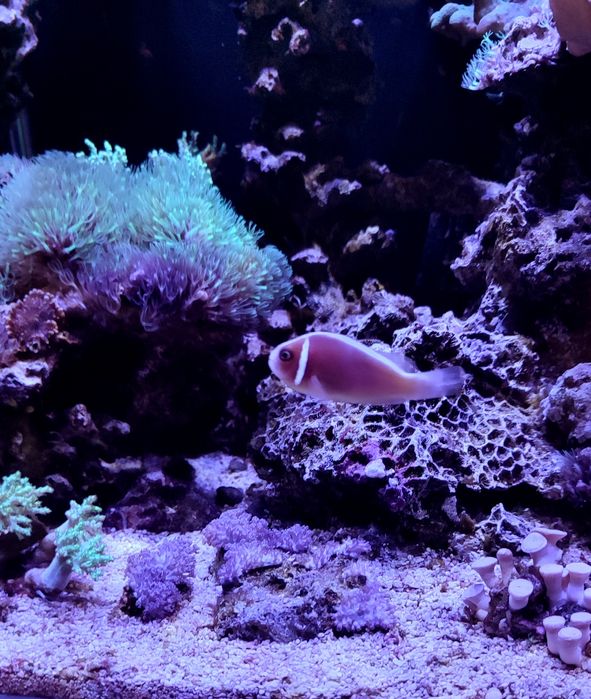 Akwarium morskie . Likwidacja . Całe życie. Koralowiec