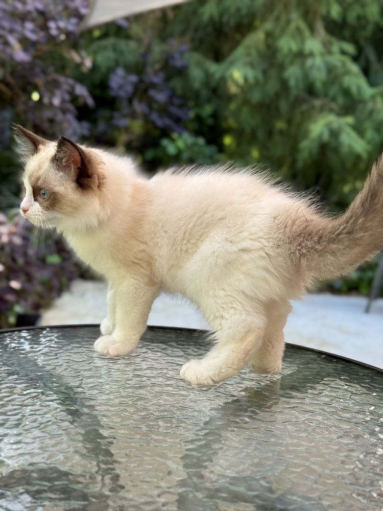 Słodki kocurek Ragdoll seal mitted z profesjonalnej hodowli