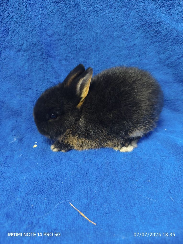 Coelho anão holandês (Netherland dwarf )