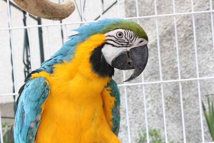 Vendo Arara macho de 2013 muito bem estimada...