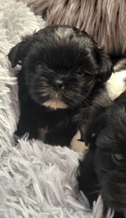 Shih-tzu shihtzu pies z rodowodem odbior początek grudnia