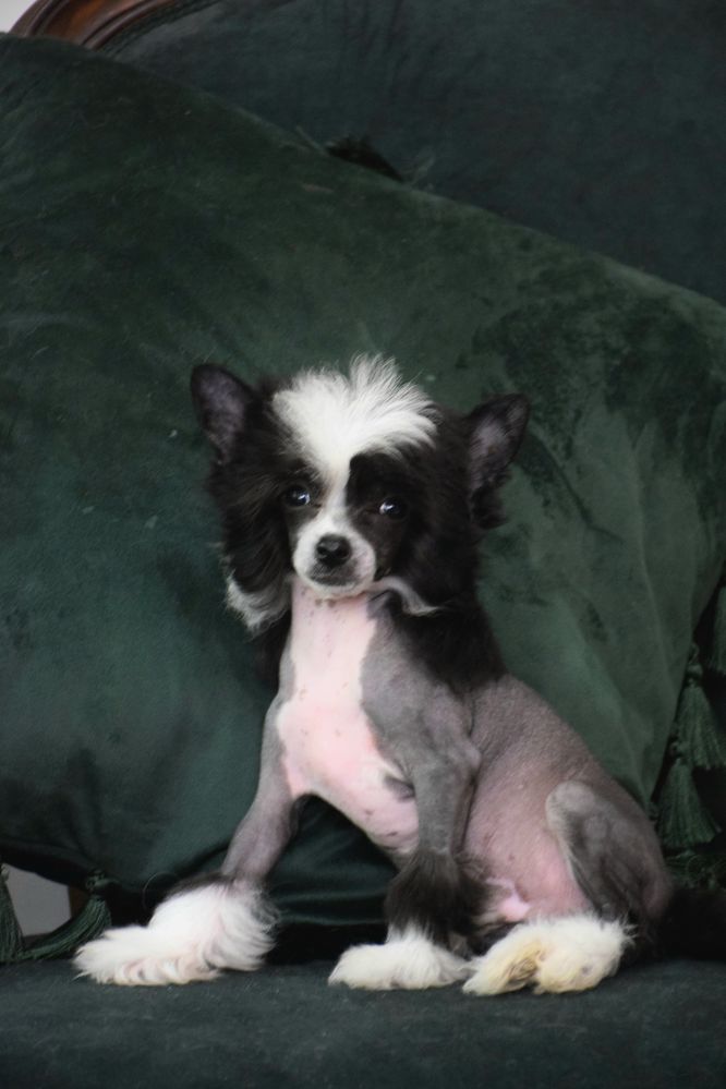 Cão de Crista Chines - Variedade Sem pelo