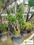 Romãzeiras em Liquidação! / Plantas / Árvores / Jardim