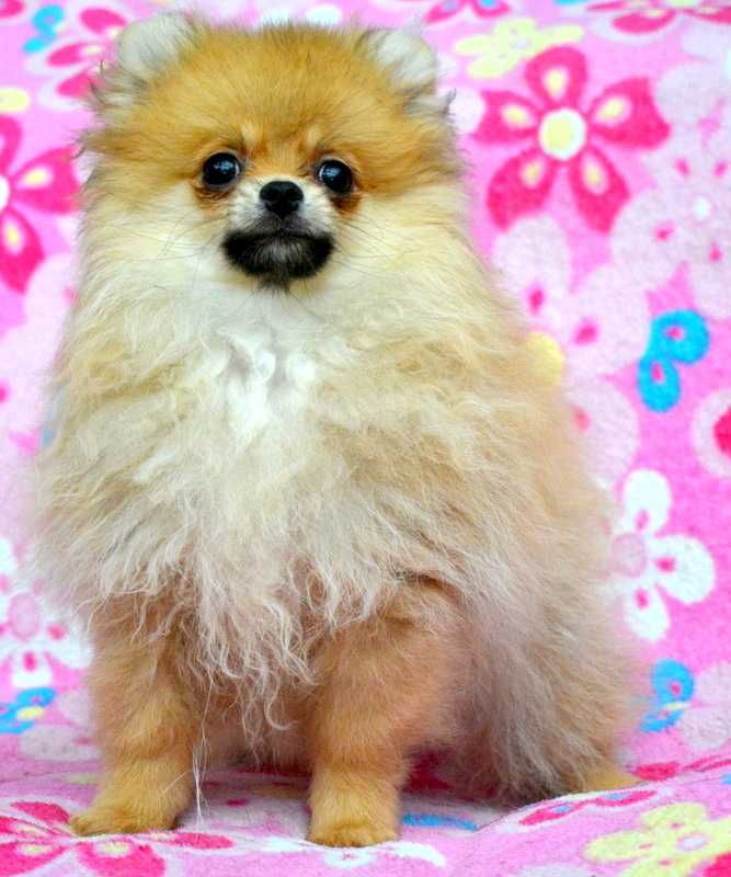 Szpic Miniaturowy Pomeranian śliczna suczka Waria ZKwP FCI rodowód