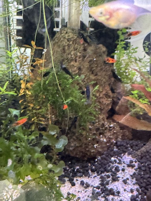 Neocaridinas - Promoção Novembro