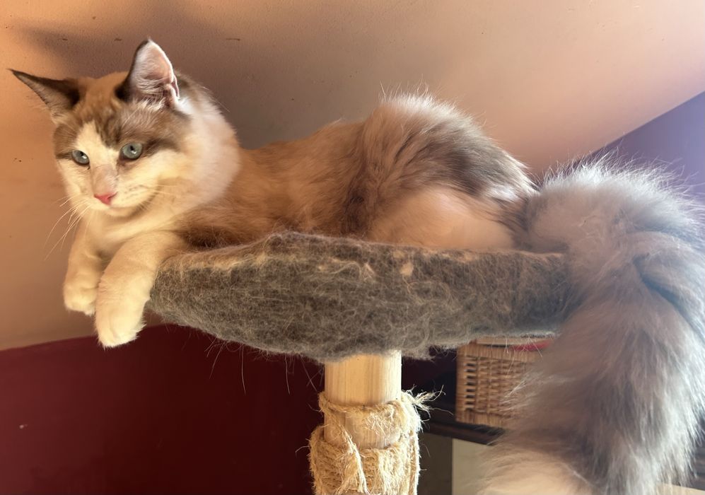 Szeryf  kocurek ragdoll seal bicolour