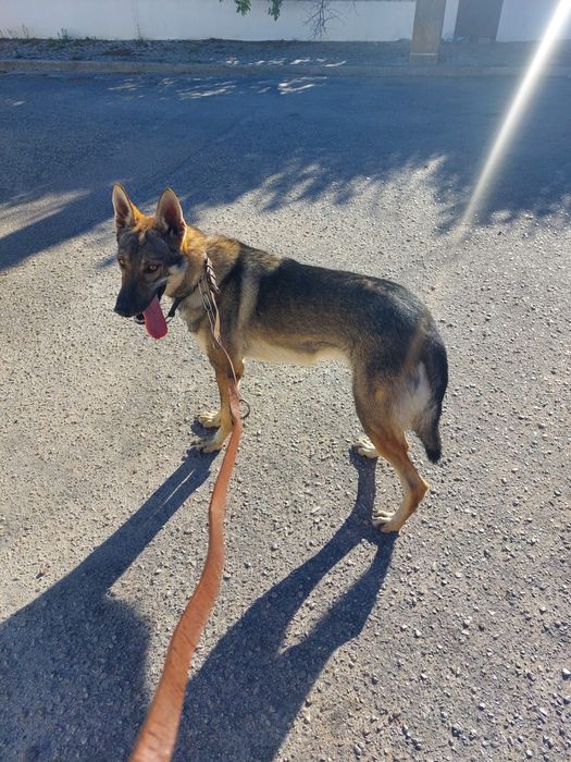 Cão Lobo Checoslovaco — Adulto Jovem, com LOP, vacinas e chip