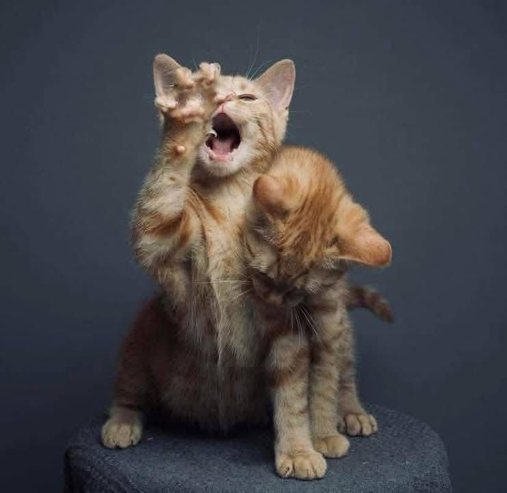 Классные рыжие котята бесплатно