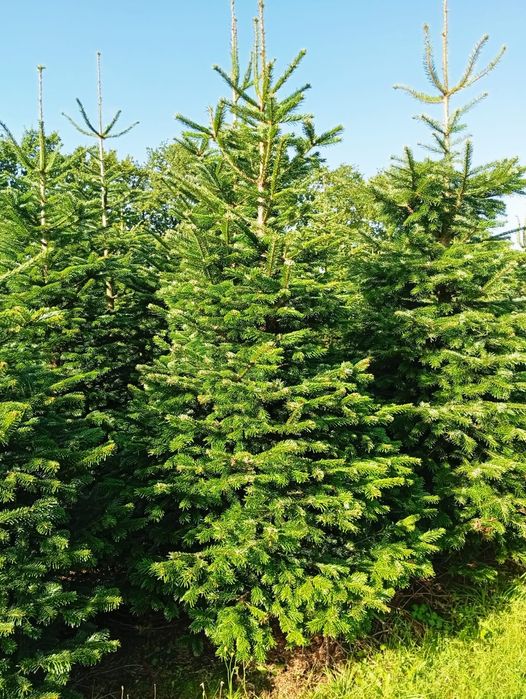 Jodła kaukaska 220-270 STANDARD