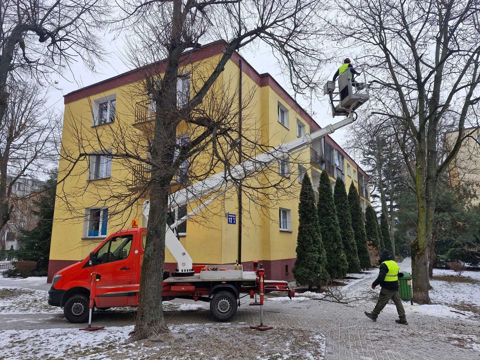 Wycinanie drzew, czyszczenie działek, usuwanie krzaków, samosiejek