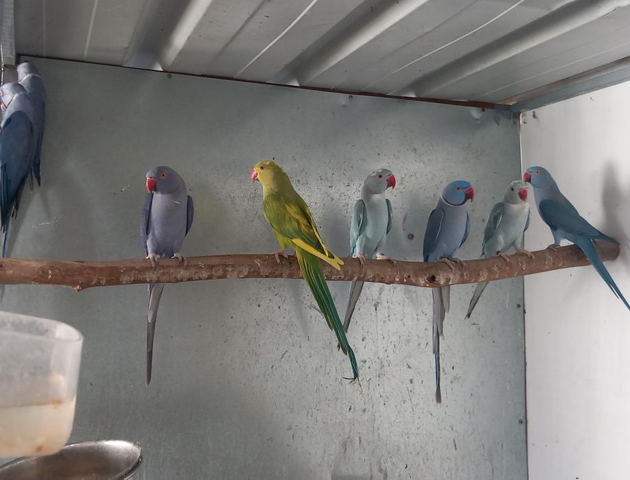 Roselas Ring Necks