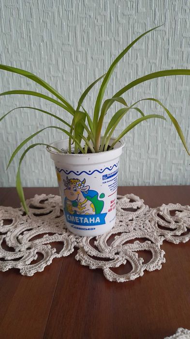 Хлорофітум домашні рослини