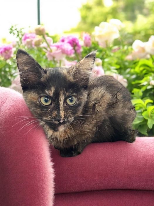 Дівчинка кошеня 5 місяців