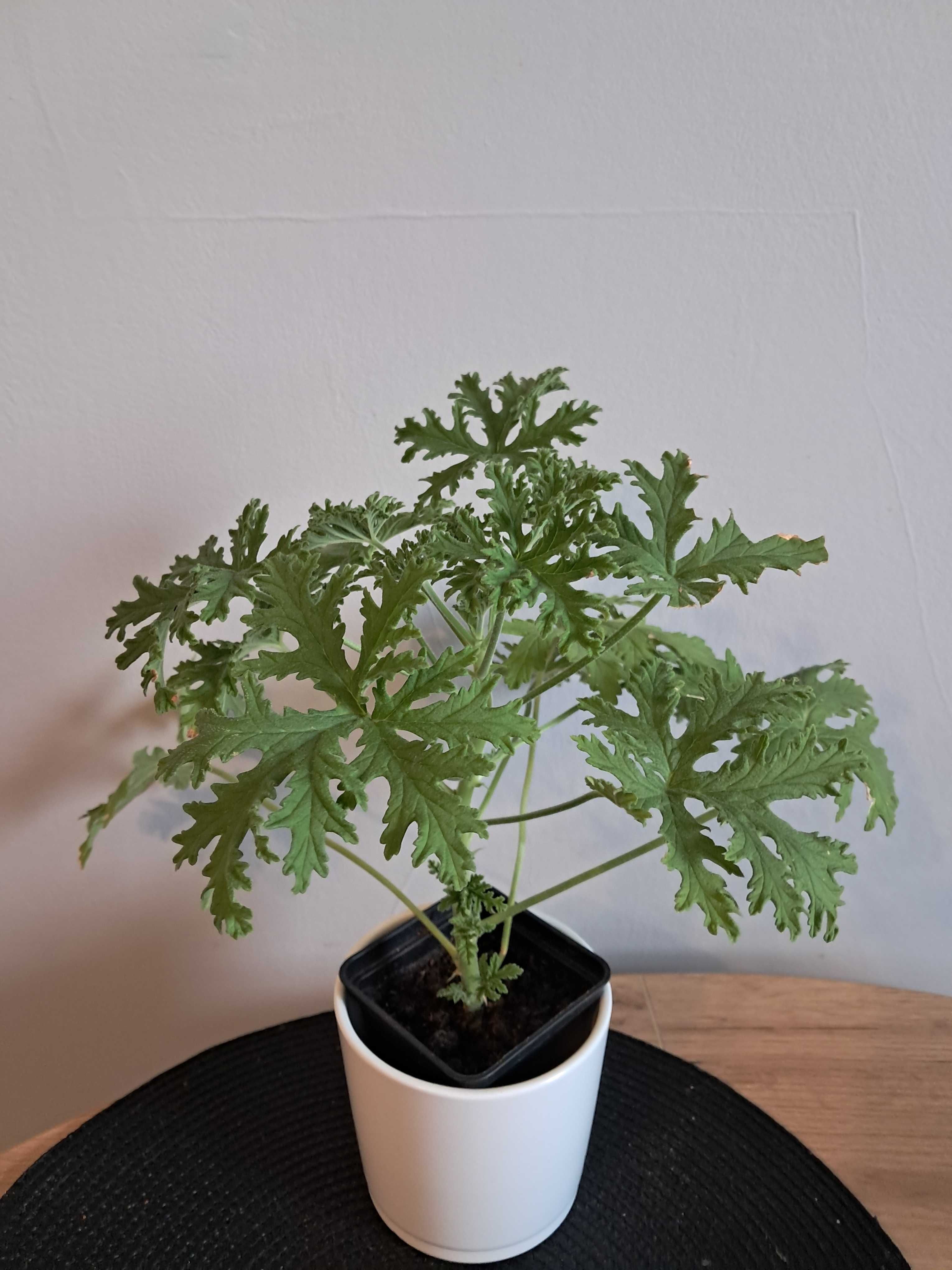 Geranium anginka