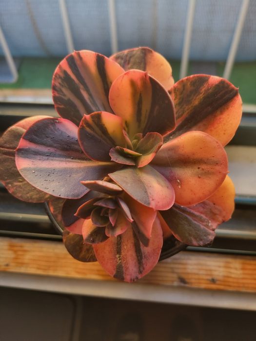 Planta Suculenta escheveria primadona