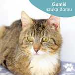 Cudowny Gumiś szuka domu!