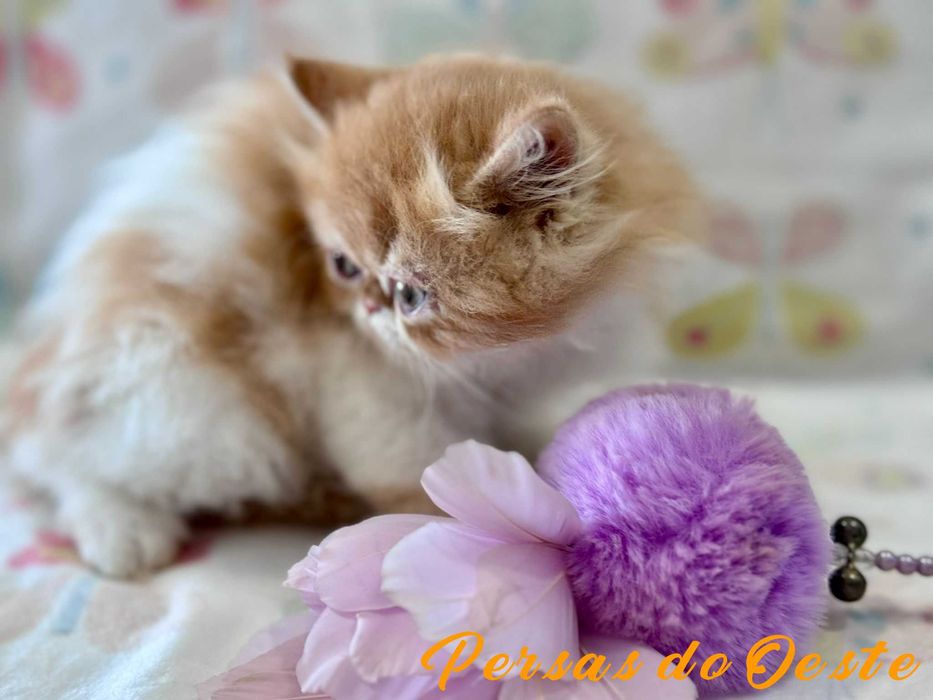 GATO PERSA Bicolor Vermelho pelo Longo