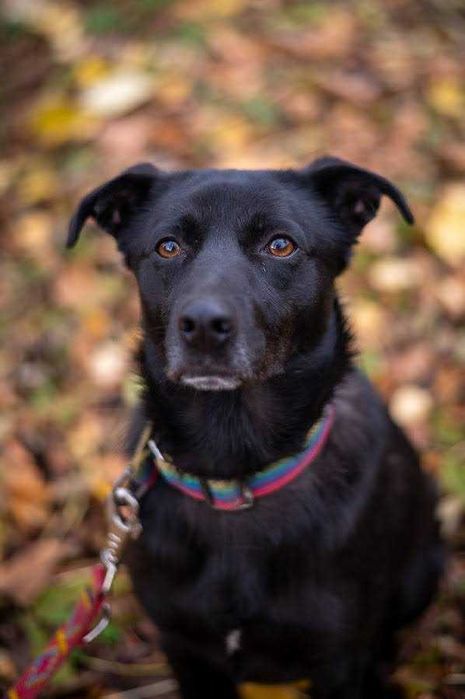 Pilnie poszukiwany dom tymczasowy lub stały dla biednego PIKO!