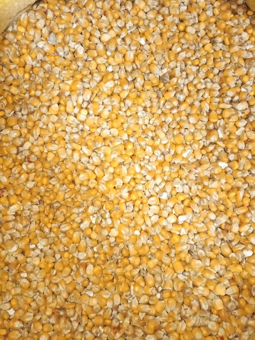 Kukurydza drobna okrągła sucha