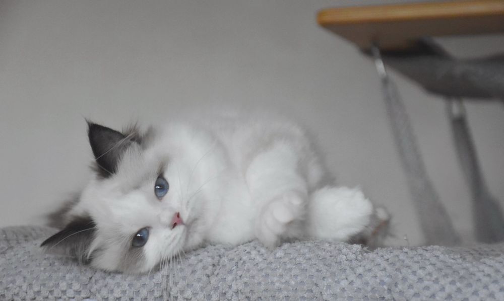 Ragdoll kotka Wiwi z rodowodem FIFe - Seal Bicolor