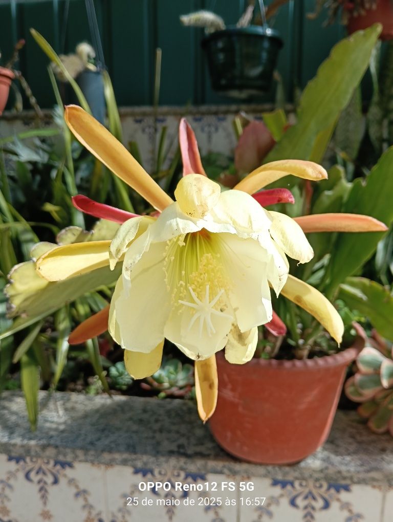 Cato Epiphyllum criado ar livre