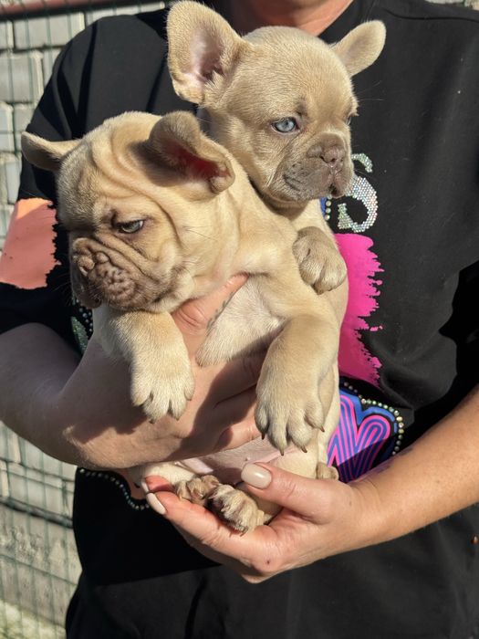 Французкие бульдоги