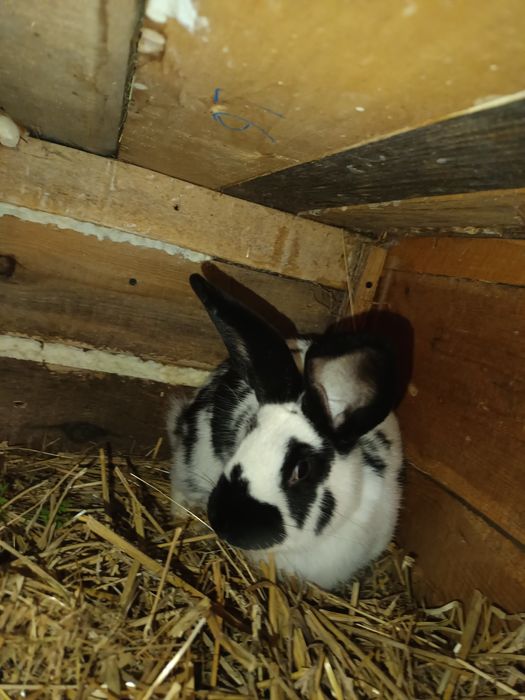 Królik na sprzedaż-Srokacz niemiecki