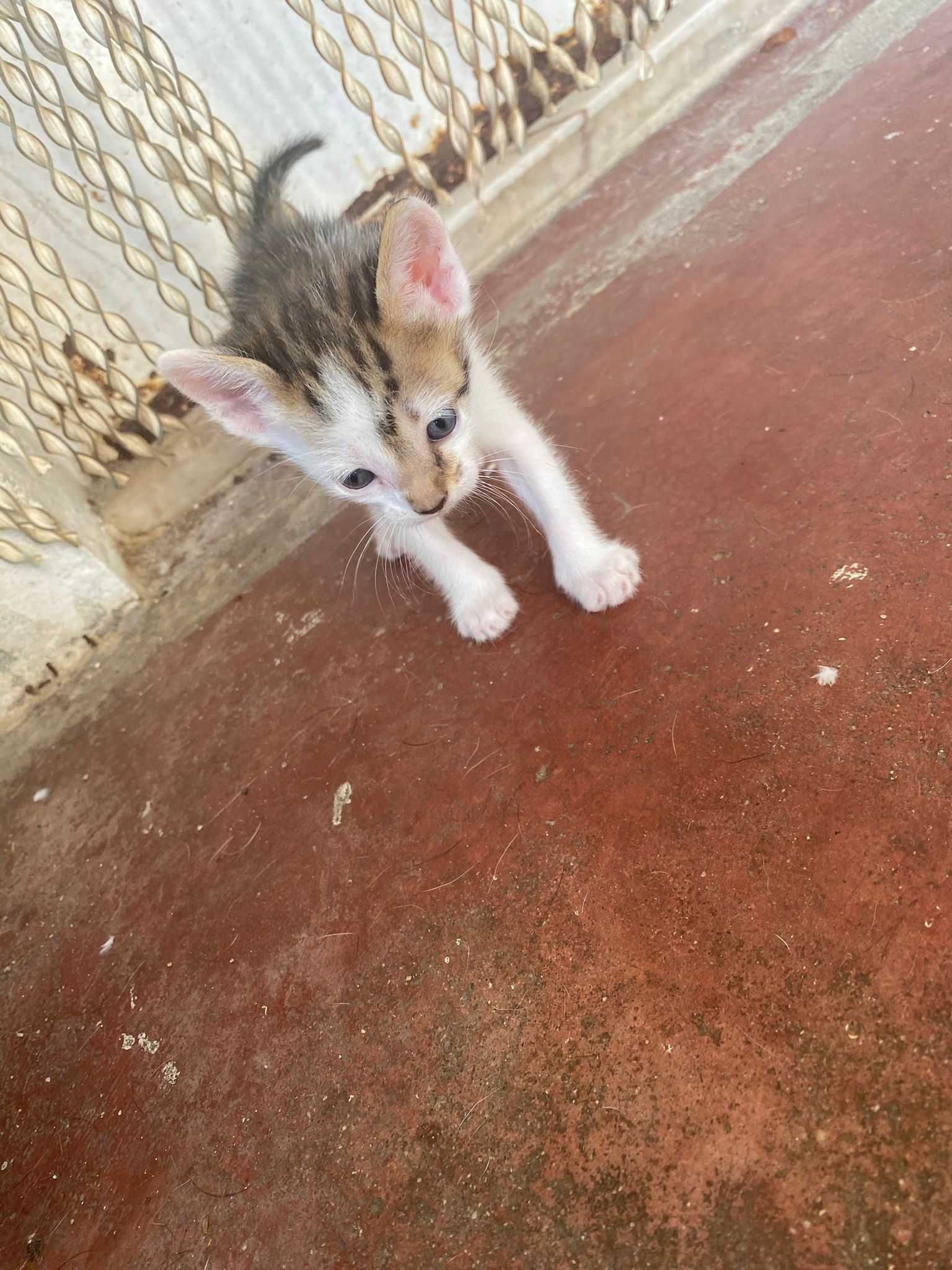 Filhote de 2 Meses Procura um Lar para Espalhar Amor!