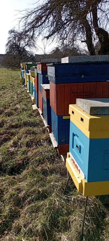 pasieka ule pszczoły rodziny pszczele matki pszczele