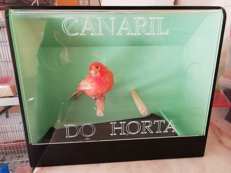 Canário Macho  branco (bom cantor) e Canárias.