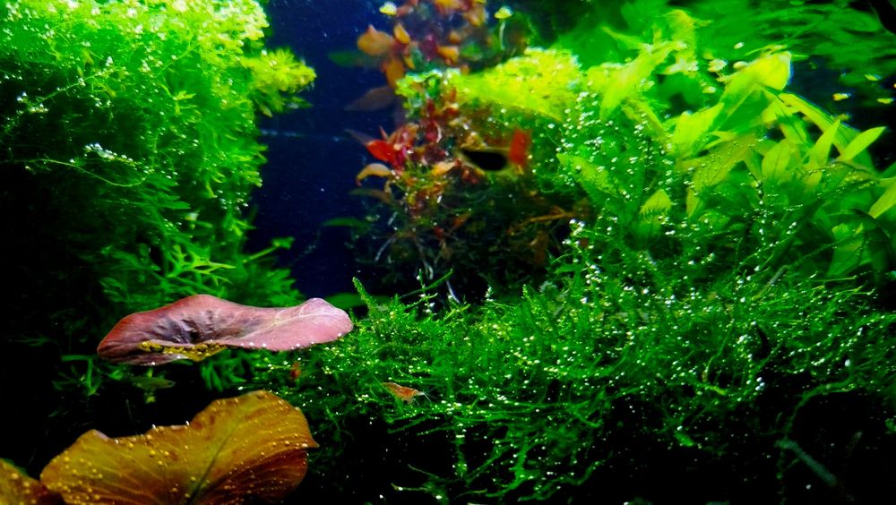 Oddam roślinki akwariowe