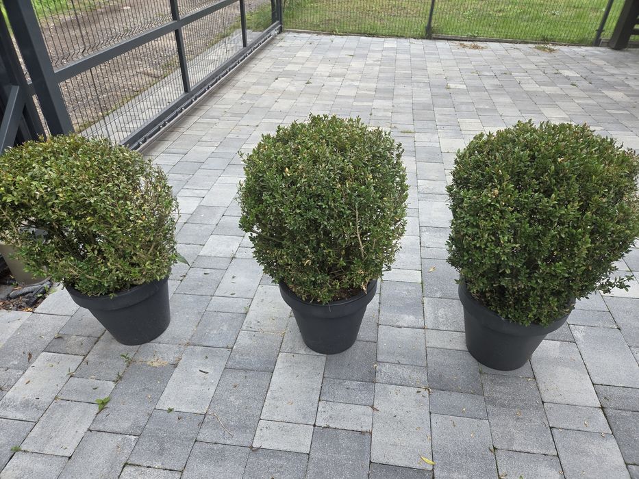 Bukszpan 4 duże 3 mniejsze 80 i 50cm