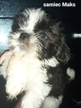 Shih-Tzu  maluszki