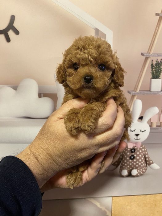 Хлопчик той пудель Китай