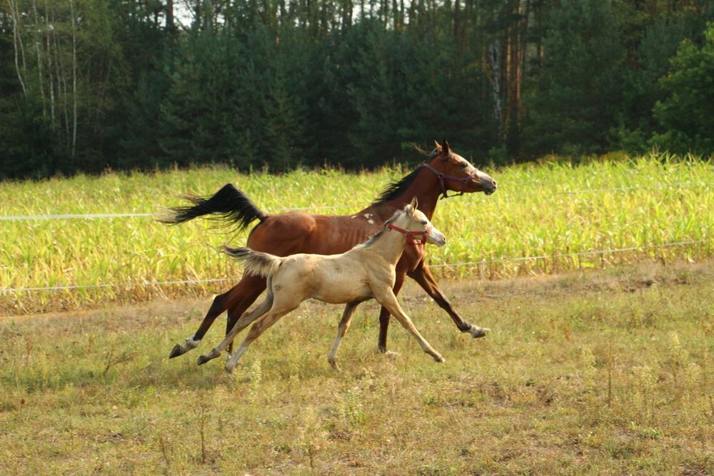 Wyjątkowy ogierek akhal teke/ arab