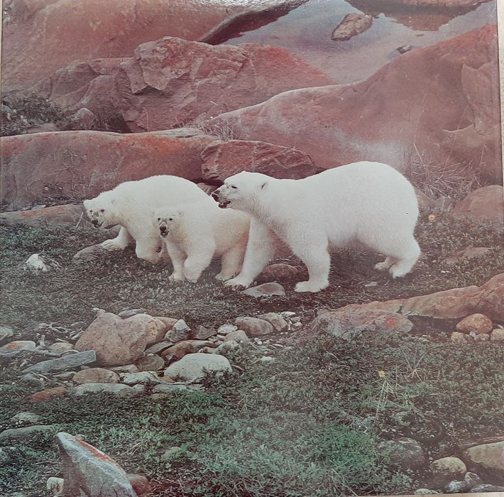 Пазли " Білі медведі" 500шт.