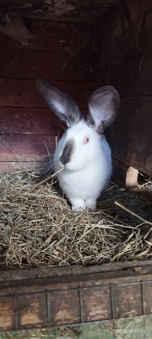 Каліфорнійські кролі та кролички