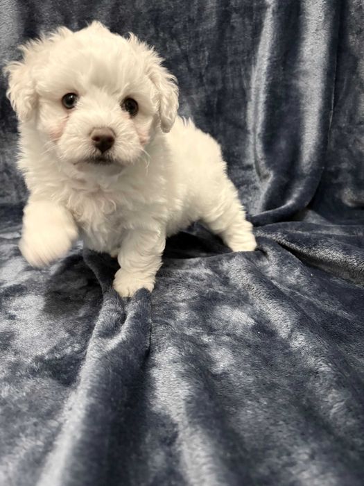 Wyjątkowy chłopczyk Bichon Frise FCI
