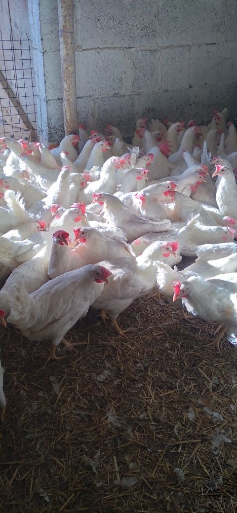 Kury Nioski Leghorn 24 tygodnie! Z jajkiem.  Wysyłka!!