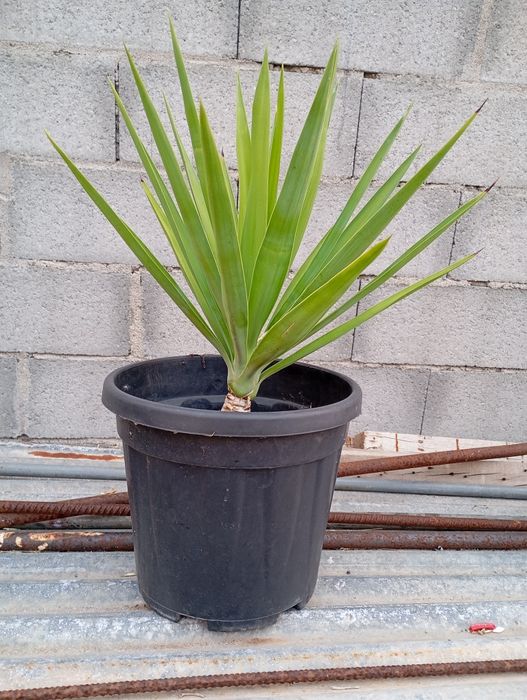 Palmeiras Yucca Elephantipes