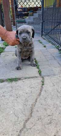 Cane corso suczka