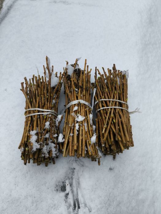 Porzeczka Gofert sztobry