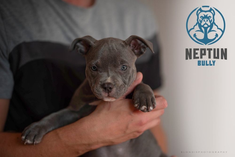 American bully suczka