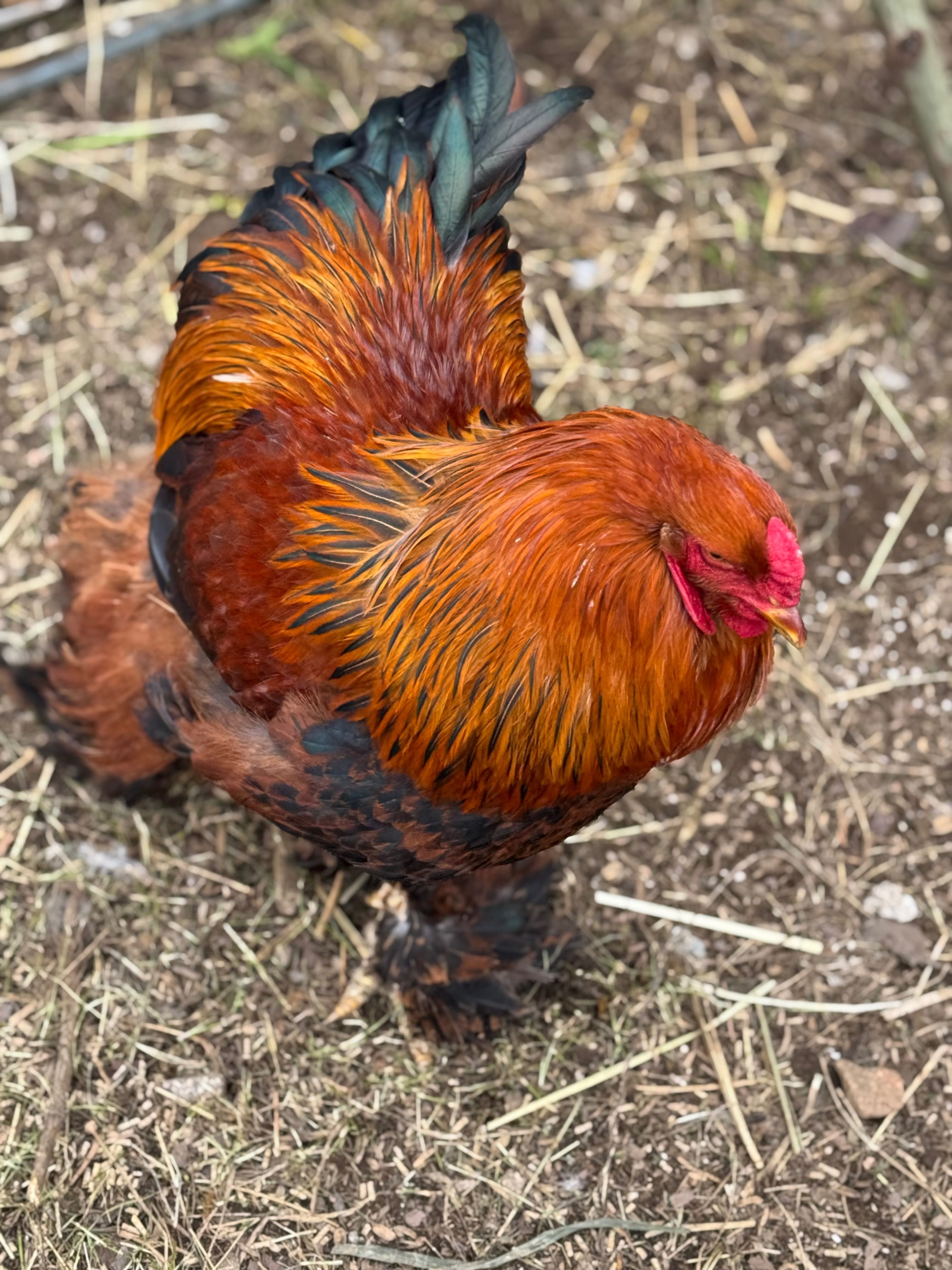 ovos galados brahma