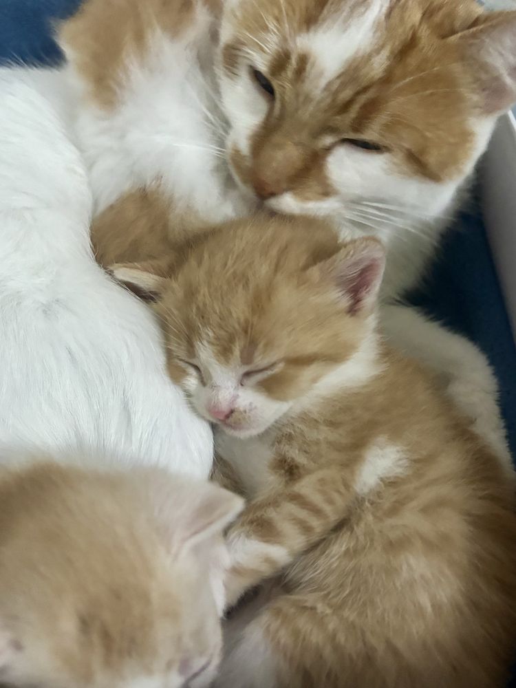 Котики безкоштовно