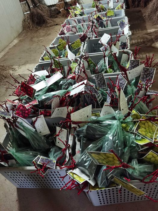 Videiras enxertadas (omega):196/17 e 1103-P