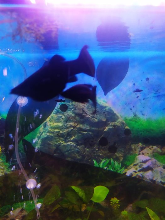 Casal peixes Molly