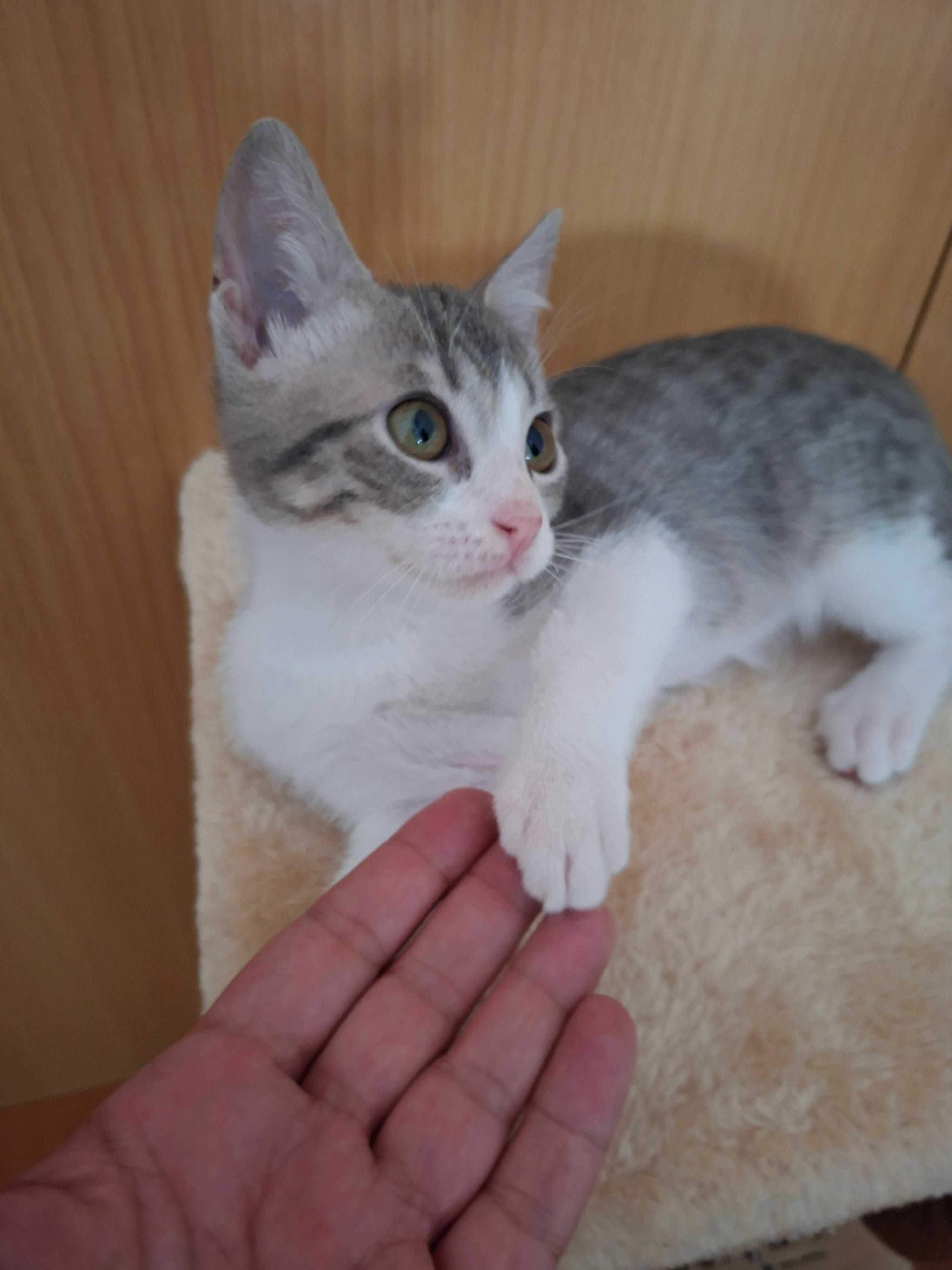 Gatinho lindo e perfeito para adoção responsável
