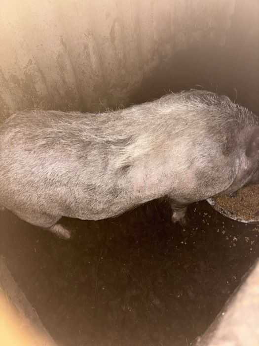 Терміново продам ветнамського  кабана